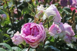 SAPPHIRE (aka Saphir) (floribunda)